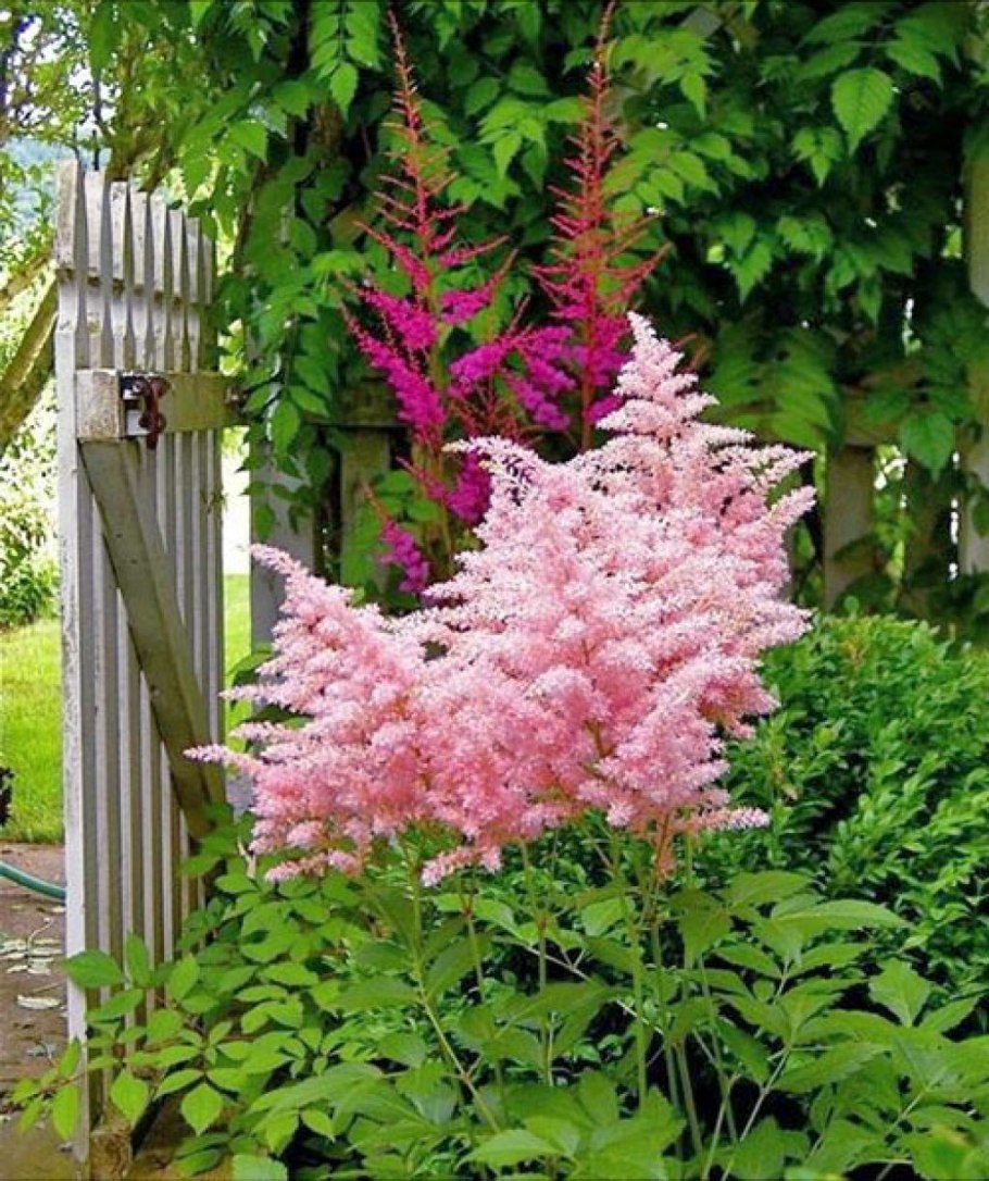 Посконник пятнистый Беби Джо