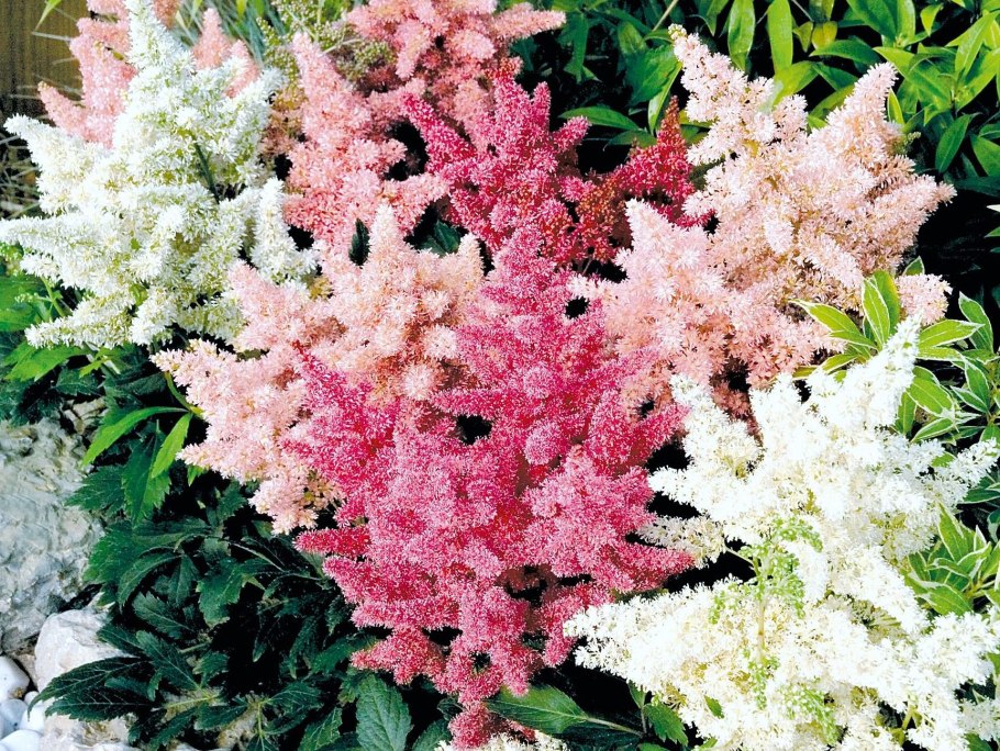 Лабазник красный venusta