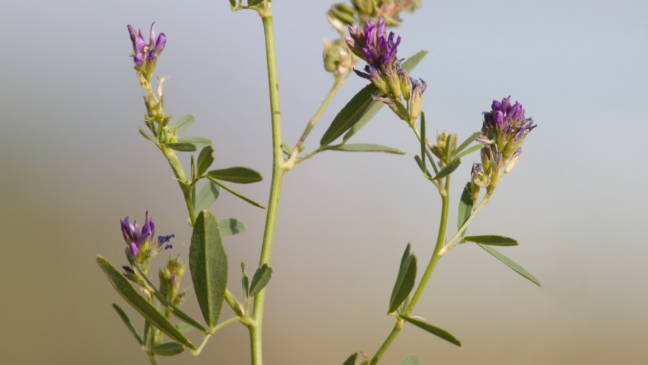 Растение Лепидолофа Нуратинская Узбекистан