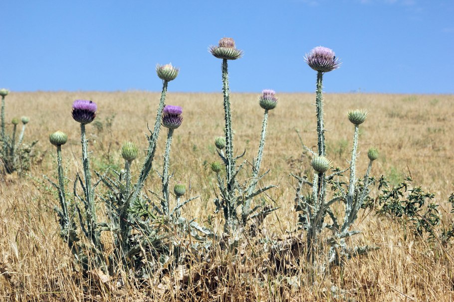 Ферула Кызылкумская