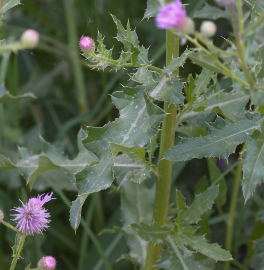 Кийик Ути трава