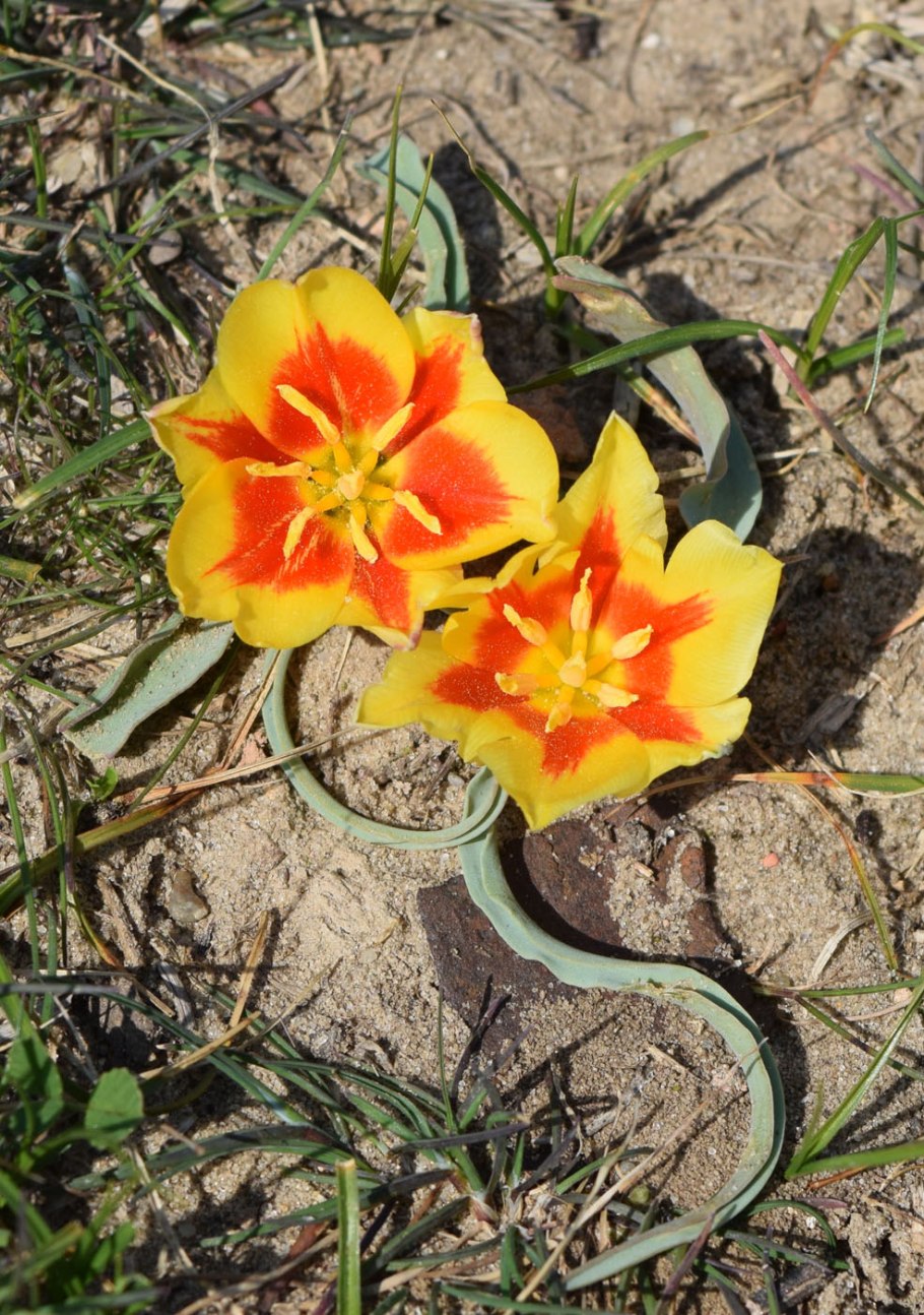 Хлопок по узбекски