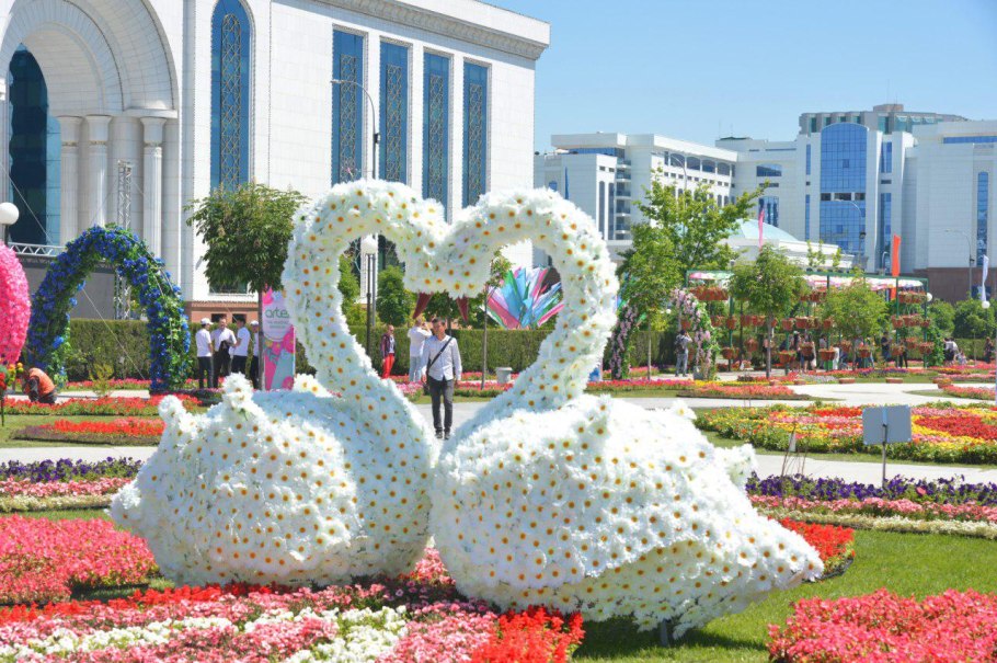 Бурачок Туркестанский