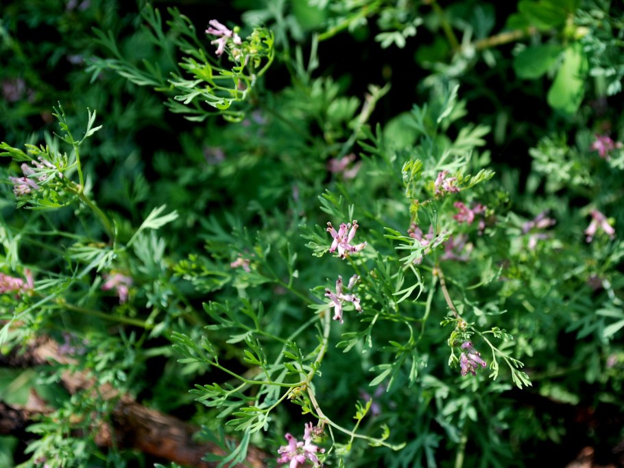 Растения Узбекистана названия