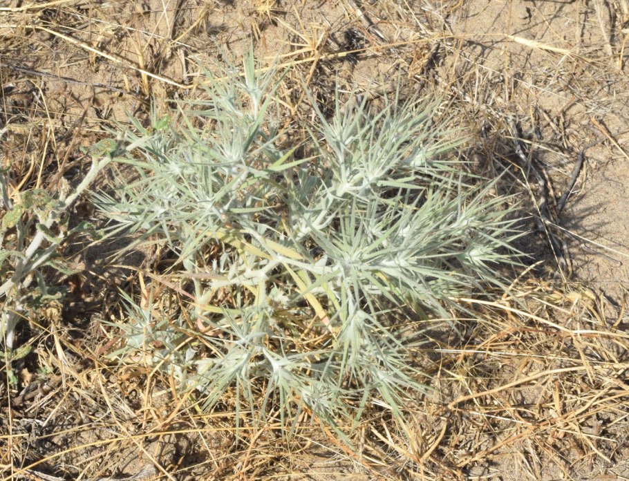 Астрагал Боброва Узбекистана