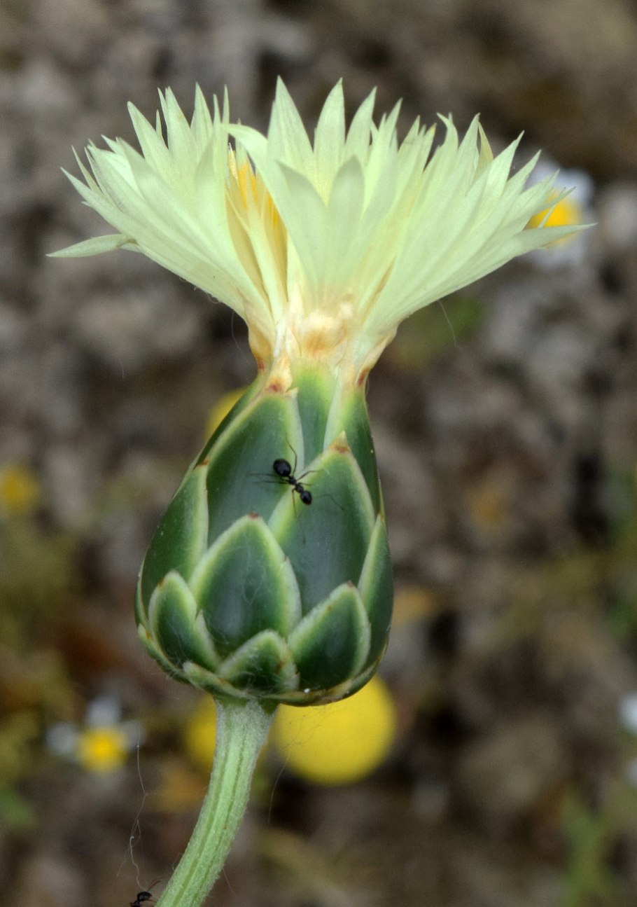 Восточный базар Бухара