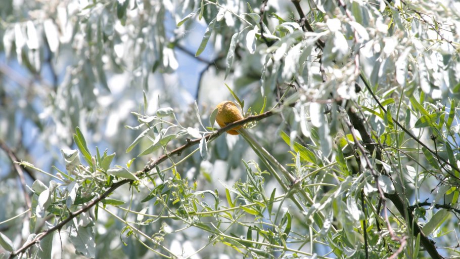 Дальверзинская степь