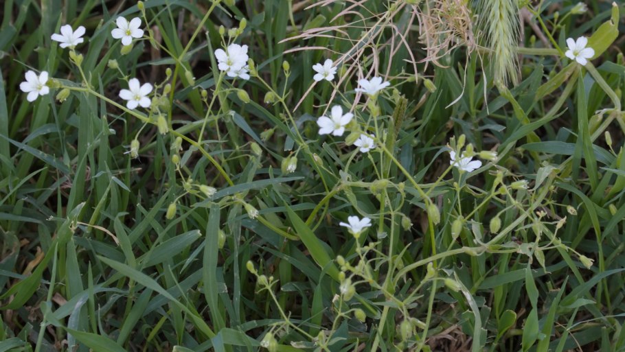 Растения Узбекистана