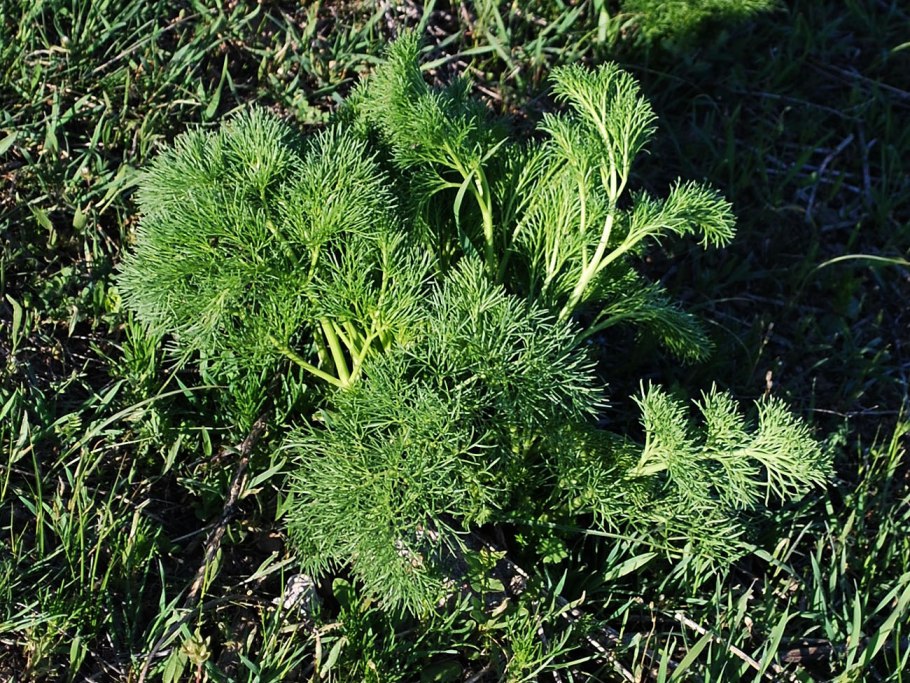 Травы Узбекистана