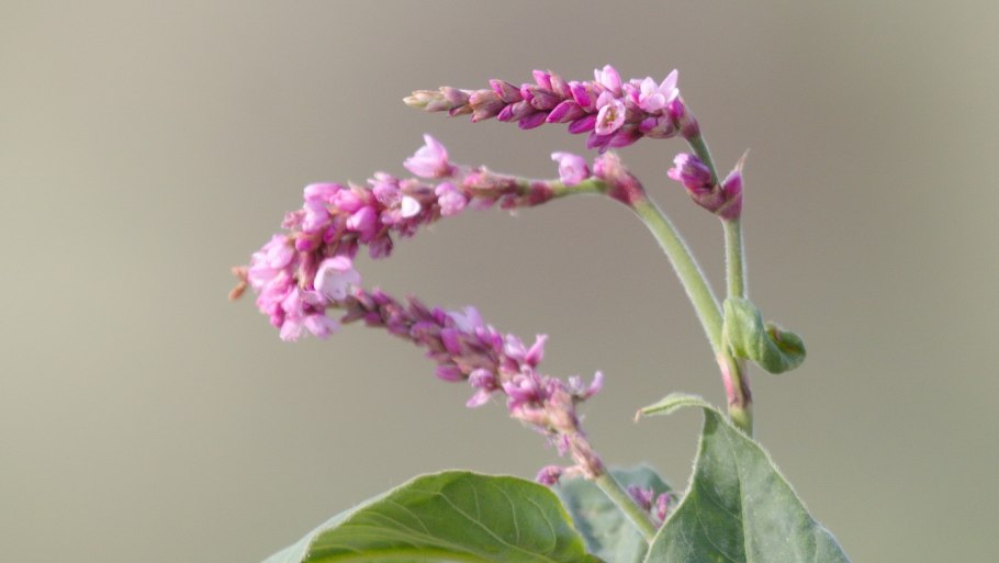 Амбербоа (Amberboa) растение цветок