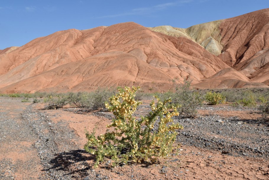 Жеруха лекарственная
