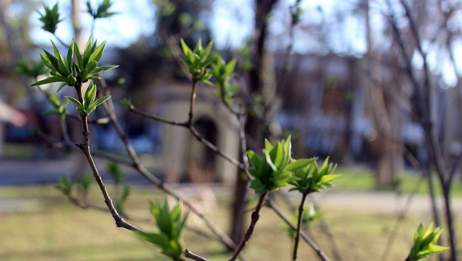 Маковые поля Туркмении