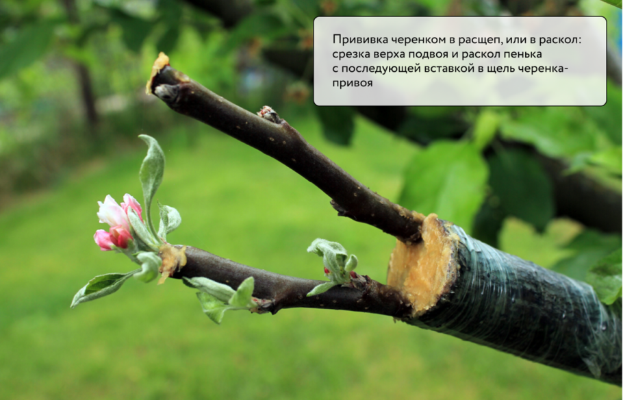 Всходы миндаля