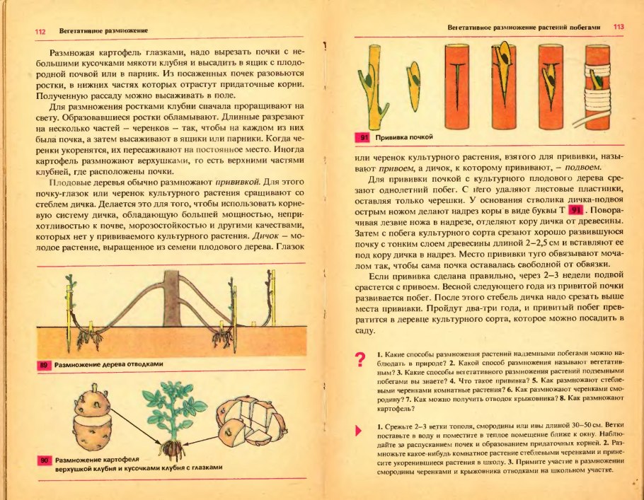 Калина бульденеж отводки