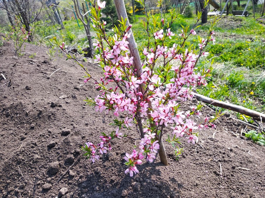 Черенки плетистой розы