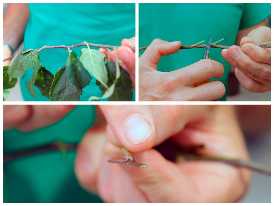 Формировка крыжовника на штамбе