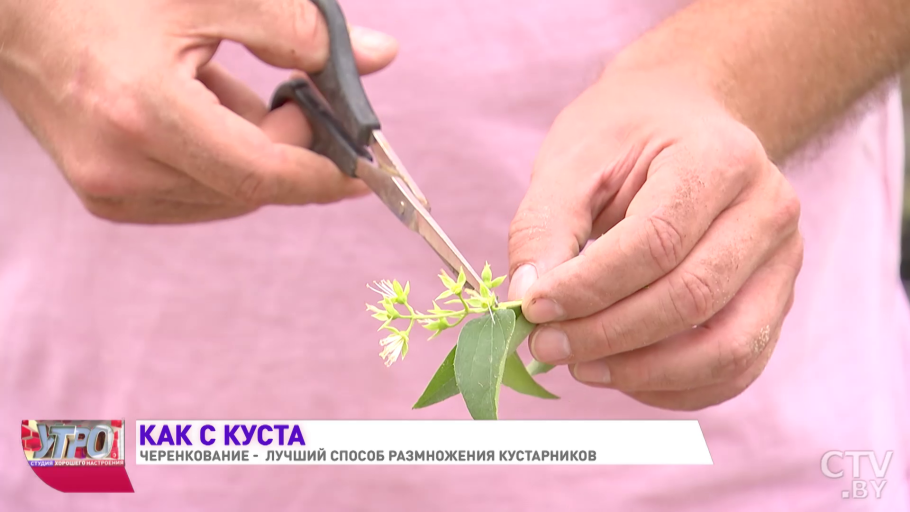 Размножение люпина черенками