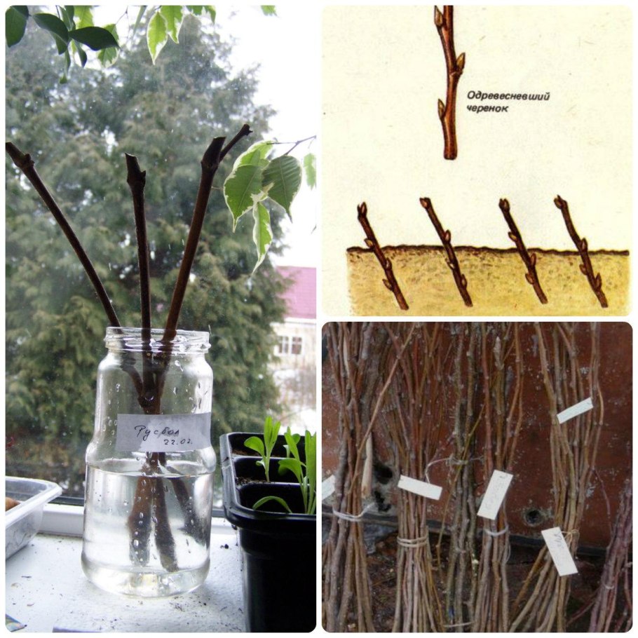 Дерево миндаль черенок