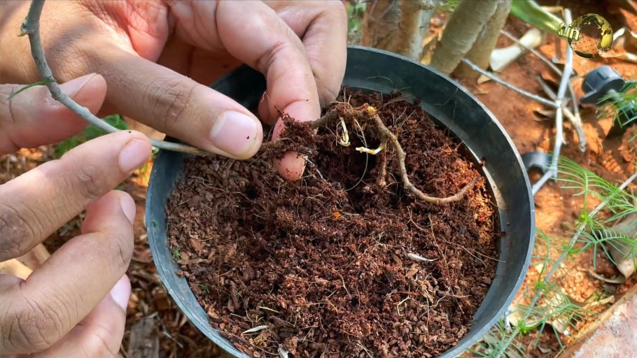 Прививочный секатор срез