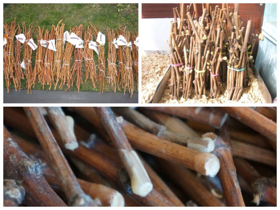 Чистить черенки роз от колючек