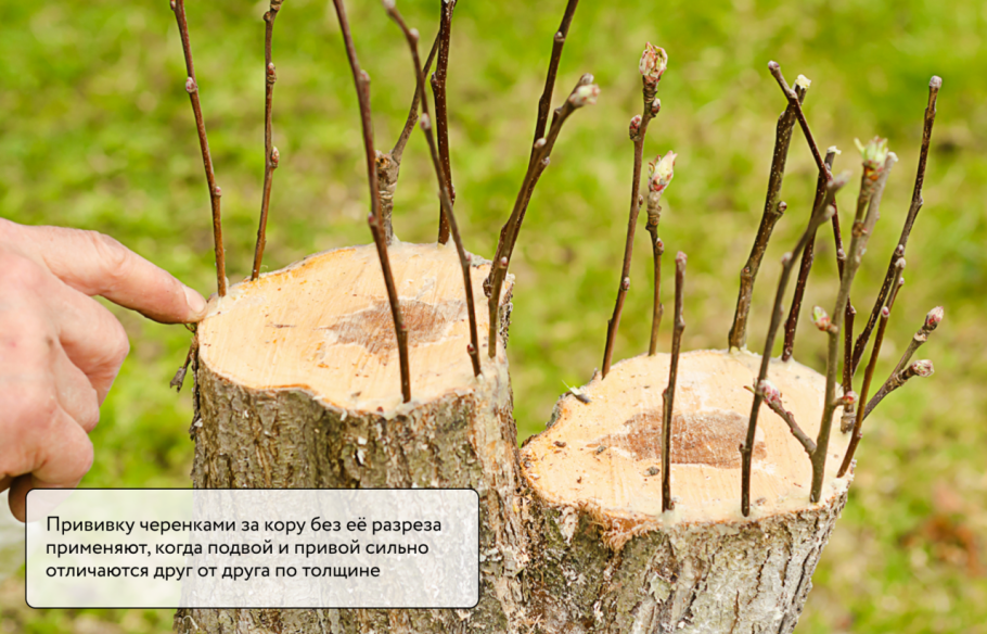 Черенки Лимонов прививка