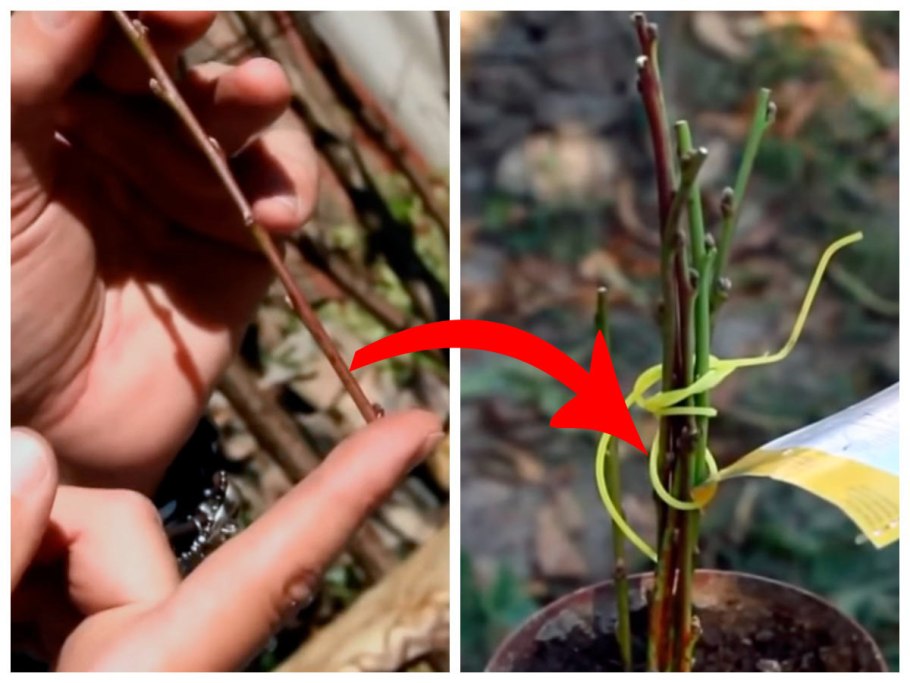 Amygdalus communis рисунок