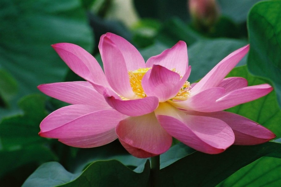 Китайский Лотос цветок