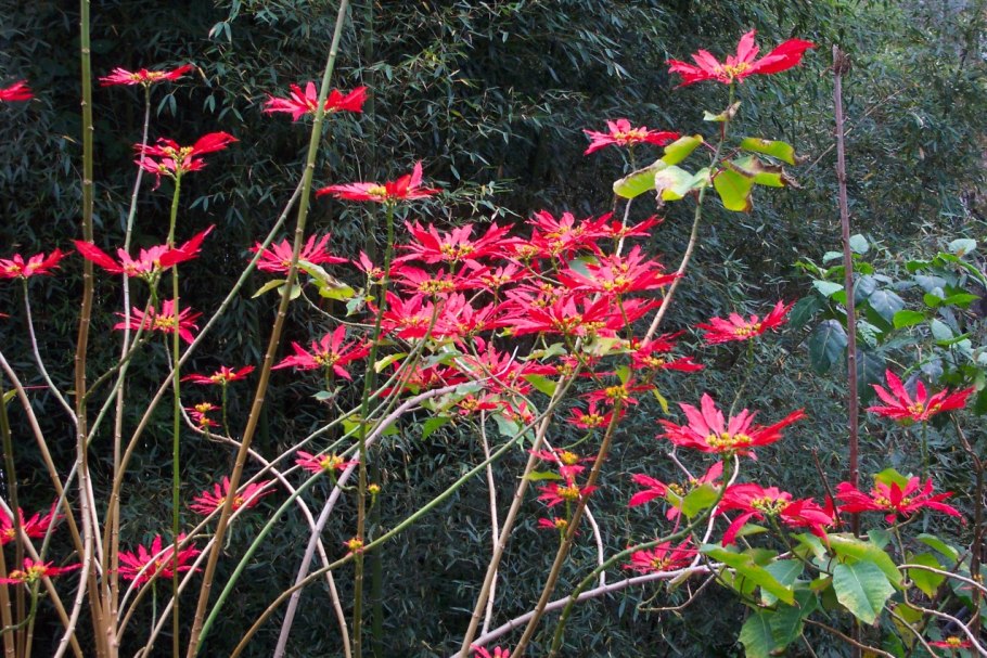 Бамбуковый лес Сагано в Киото