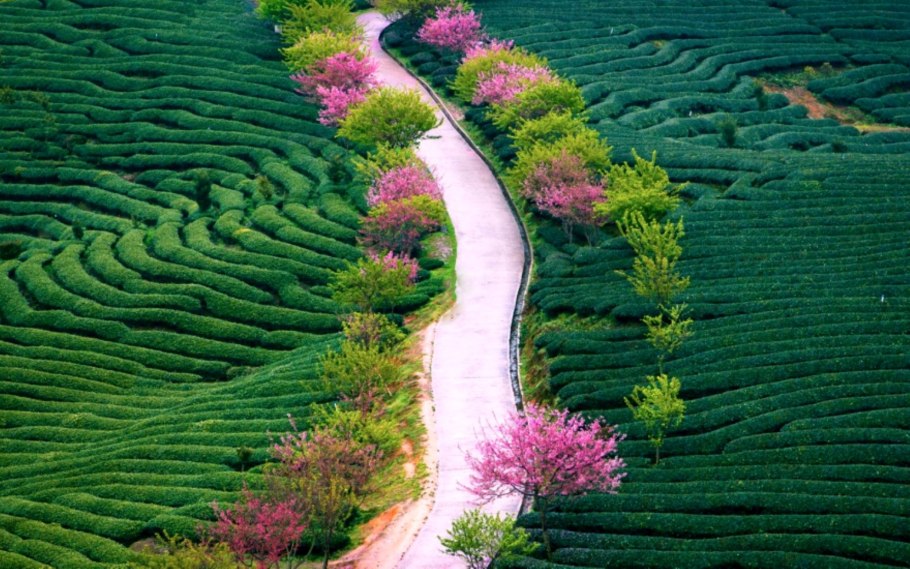 Японский сад топиарное искусство