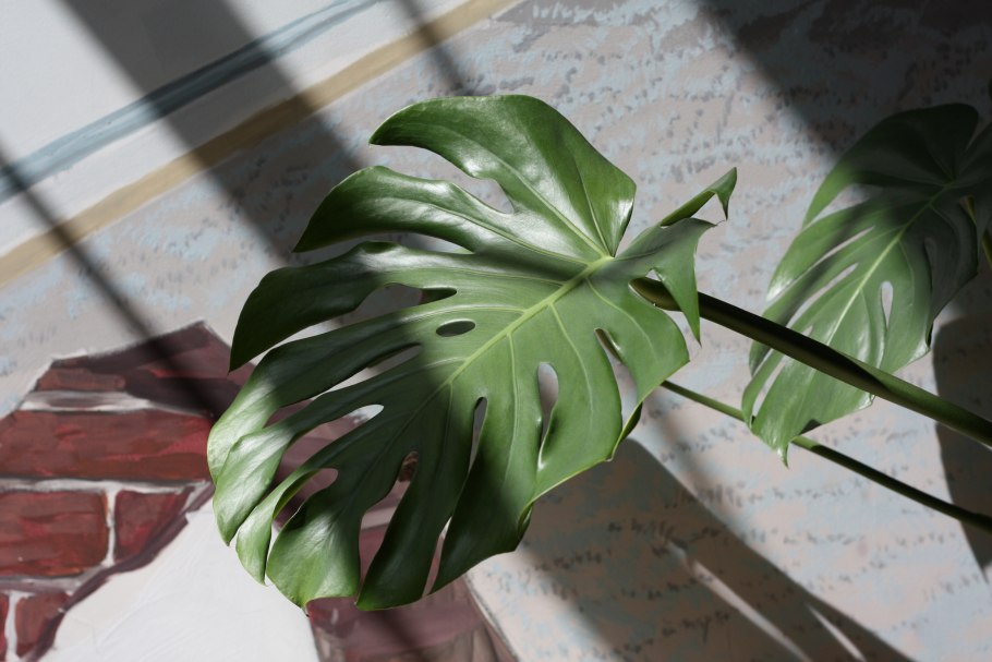 Монстера Делициоза (Monstera deliciosa)