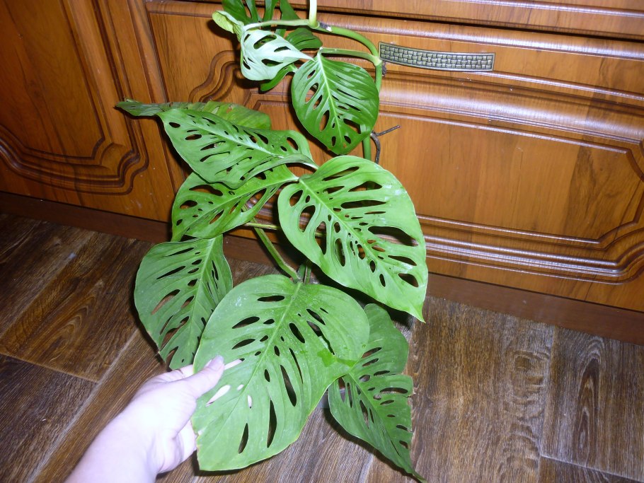 Монстера с белыми полосками