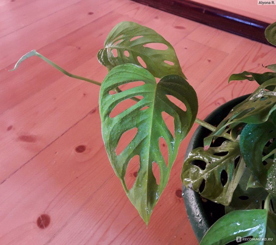 Вялые листья у монстеры