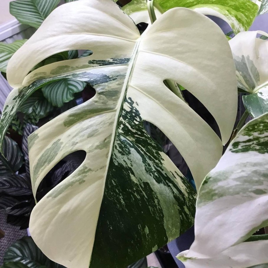 Monstera variegated Aurea