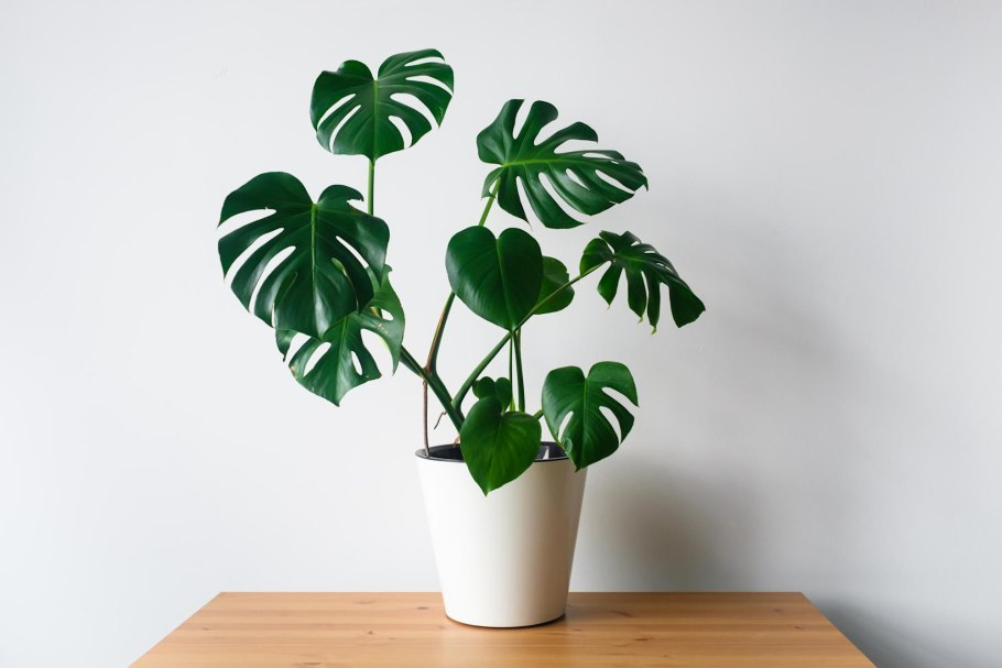 Monstera Leaf propagation