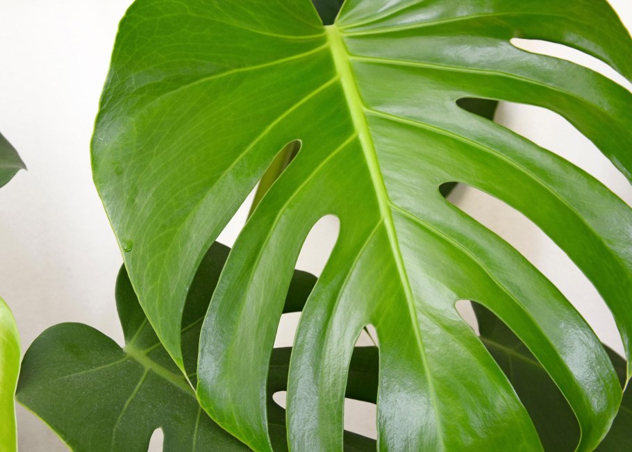 Монстера Карвинского