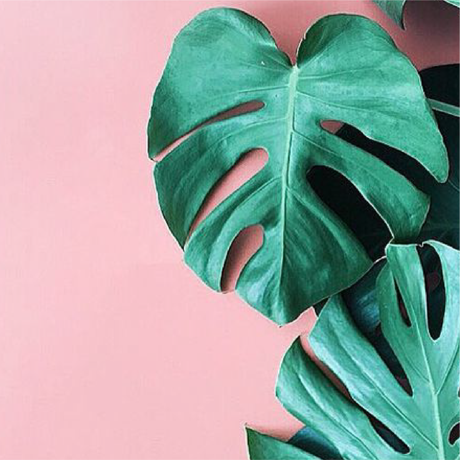 Монстера Альба Делициоза