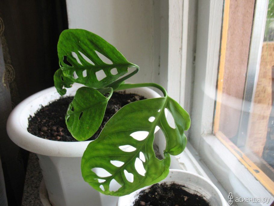 Монстера в интерьере