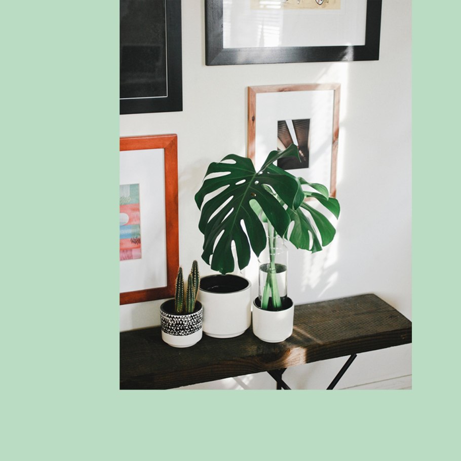 Монстера деликатесная (Monstera deliciosa)