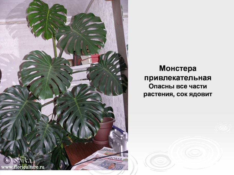 Монстера (Monstera deliciosa) плод