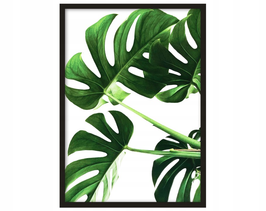 Фитодизайн монстера