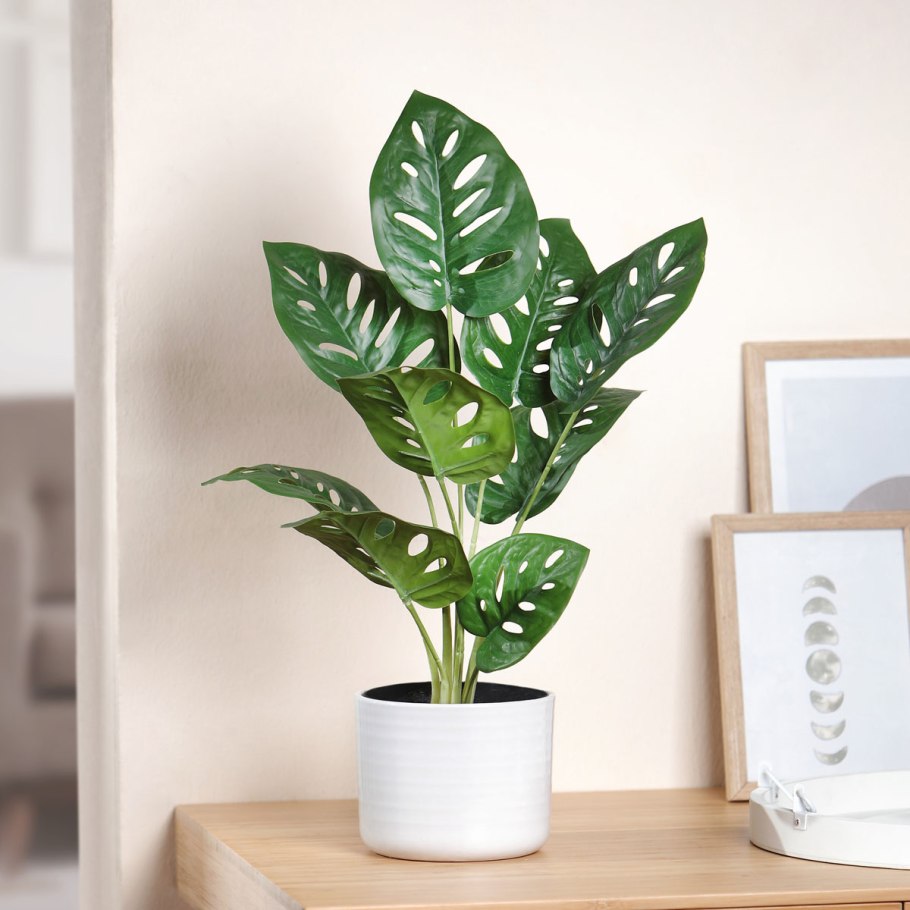 Монстера растение