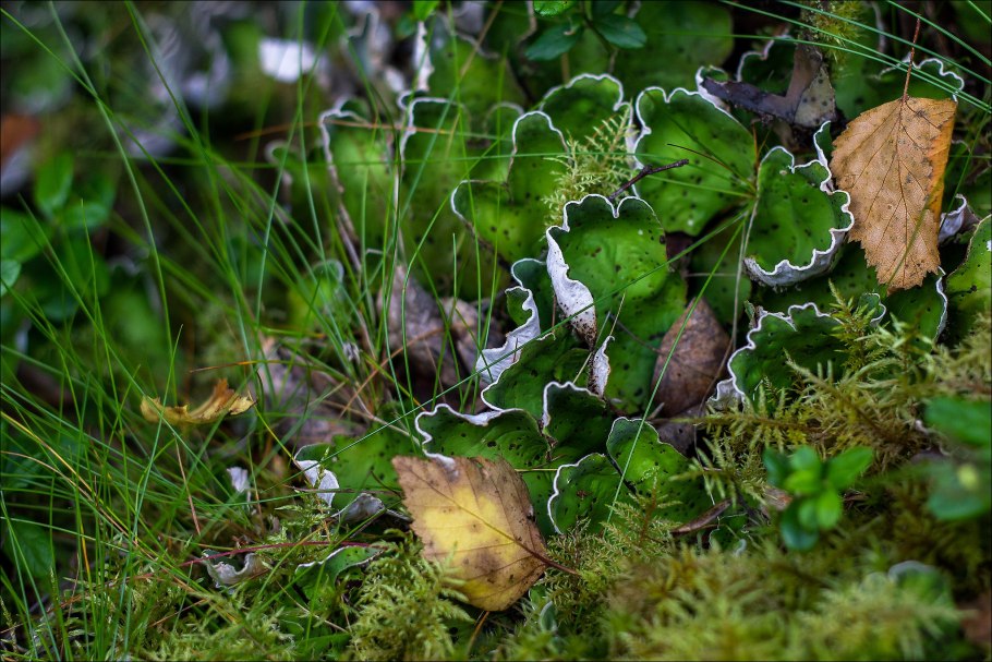 Зевыкинский мох