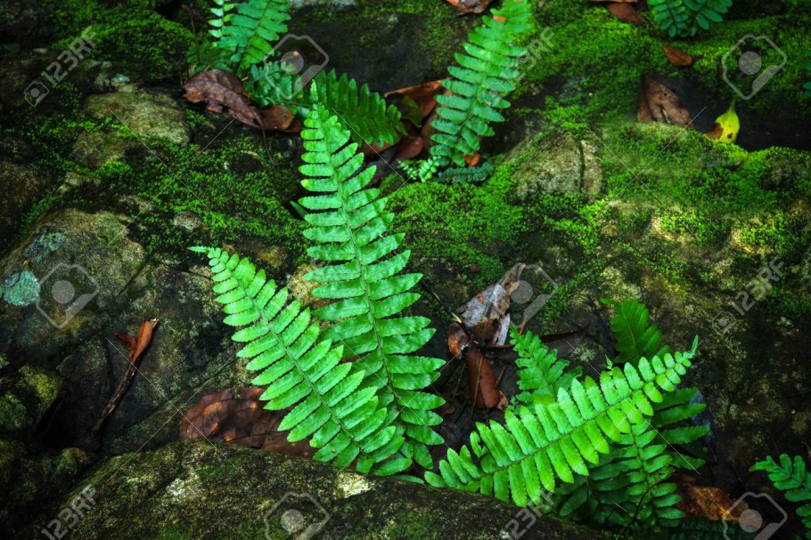 Папоротник на скале