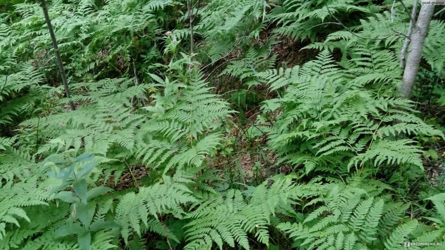 Мхи и папоротники
