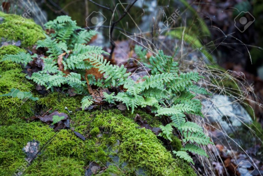 Папародники или шайники