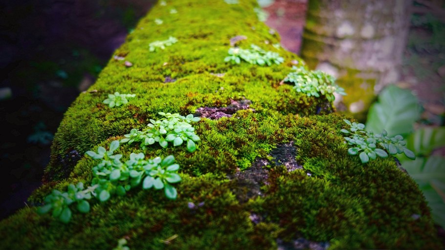 Папоротниковый мох