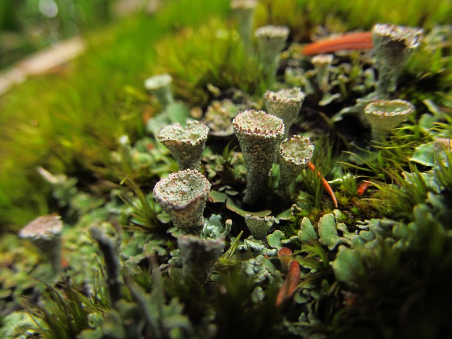 Папоротник сфагнум