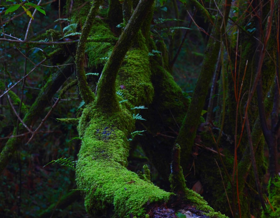 Moss Platinum: the World