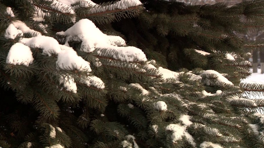 Елка вектор