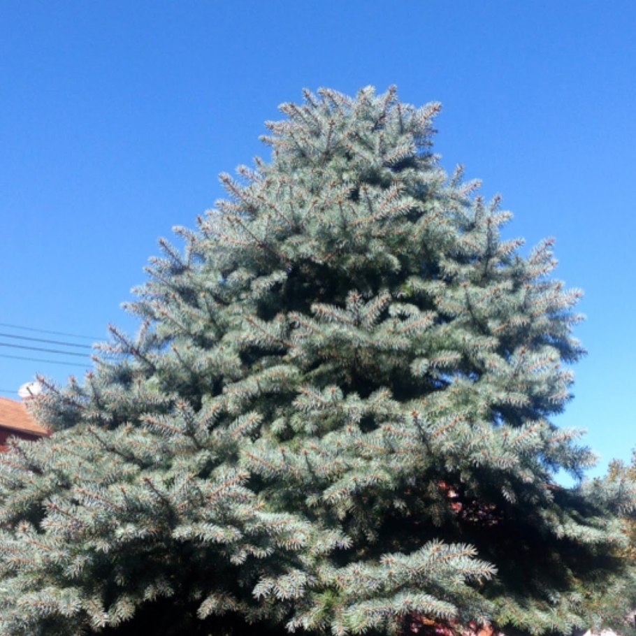 Ель черная Picea Mariana